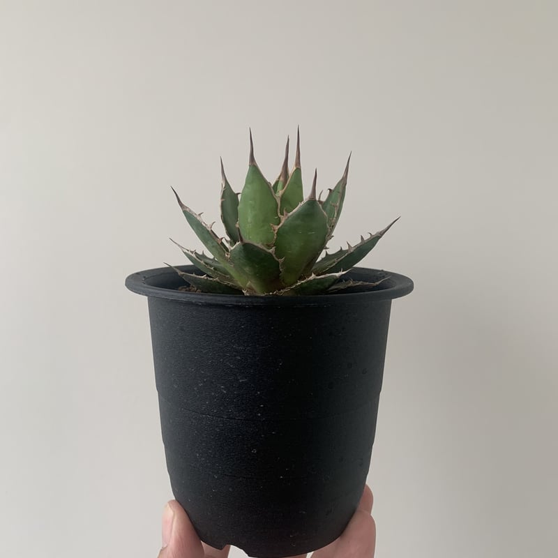 強刺 ホリダ （発根済、陶器鉢ごと） アガベ 傷付ける Agave 多肉植物