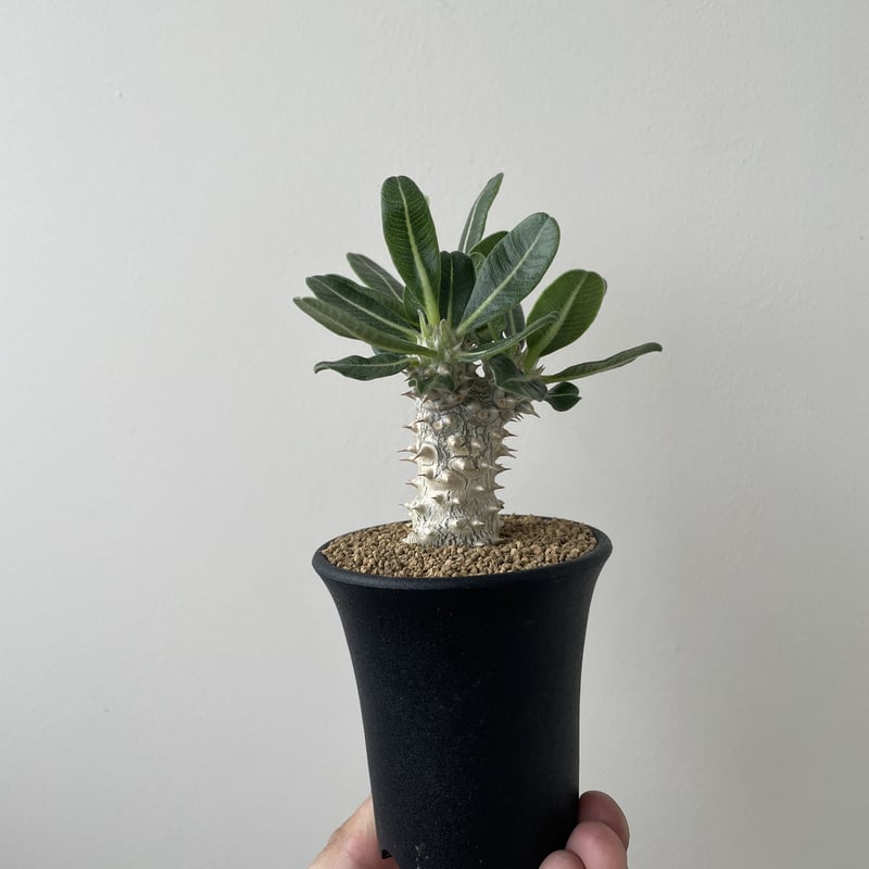 新着・極上逸品】Pachypodium Tackyi 【激レア品種】パキポディウム