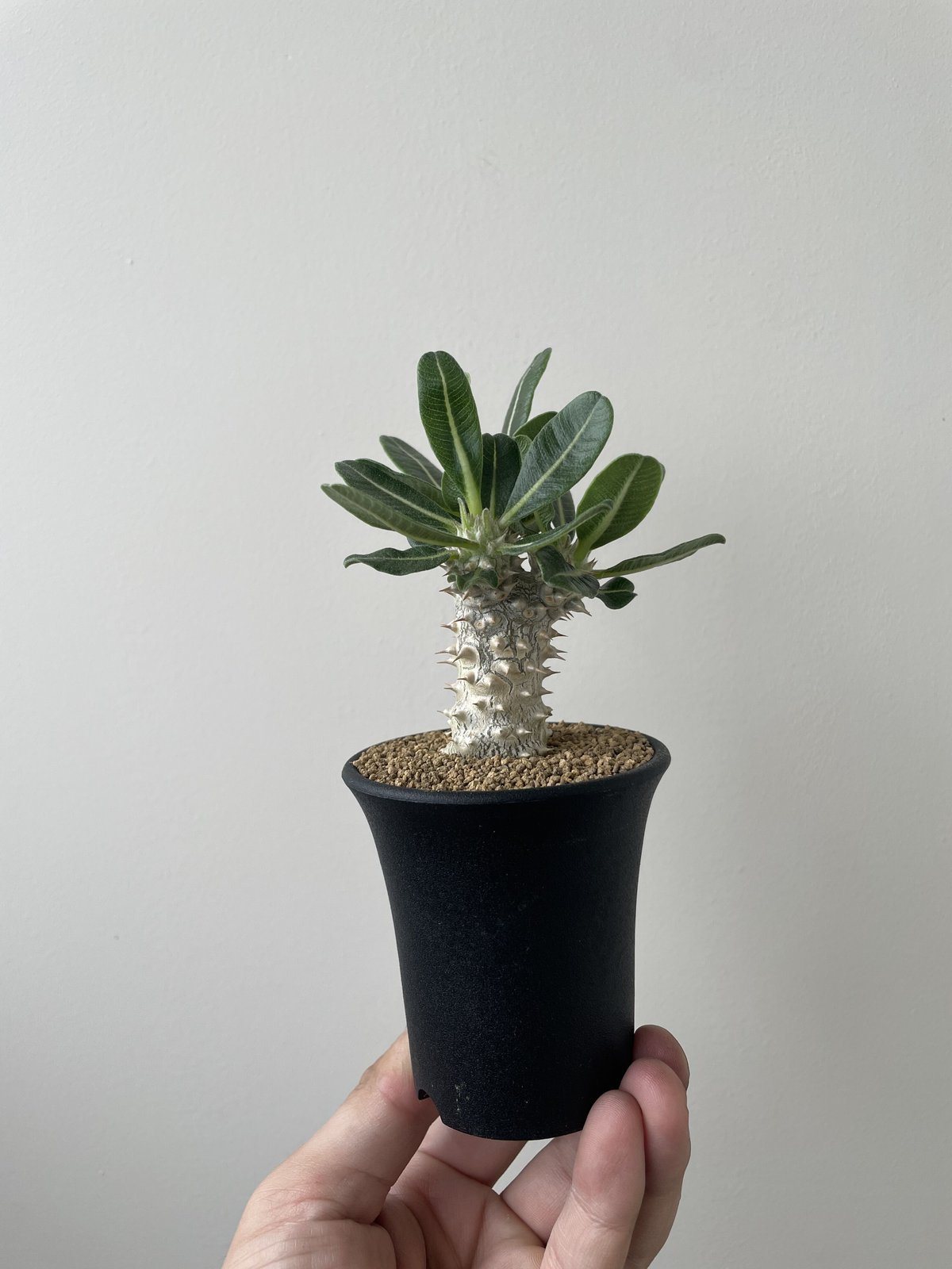 新着・極上逸品】Pachypodium Tackyi 【激レア品種】パキポディウム