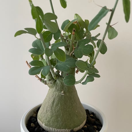 【新着】Adenia spinosa 4【生育には問題ないが焼けによる傷ありSALE品】アデニア スピノーサ