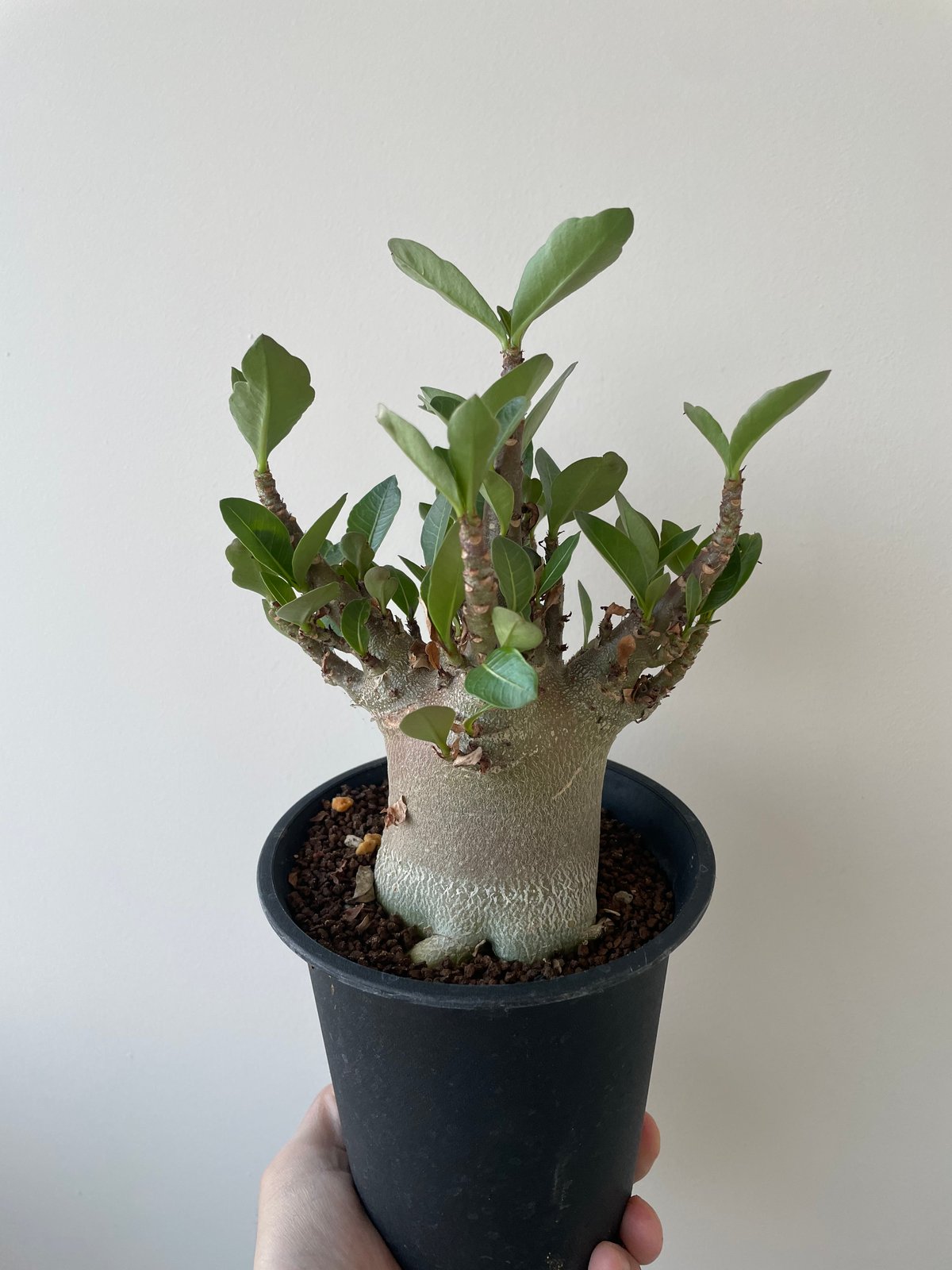 【新着】Adenium arabicum Super dwarf 2【特選の小型株 