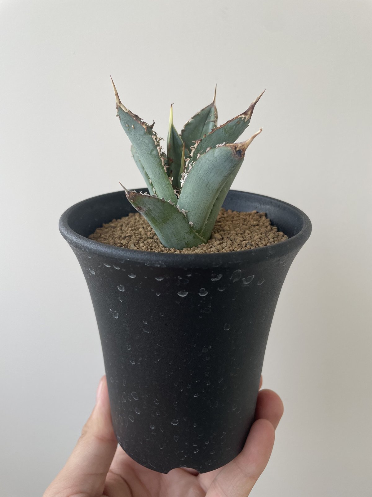 アガベチタノタ ノーネーム ② 裏棘あり 【公式通販】