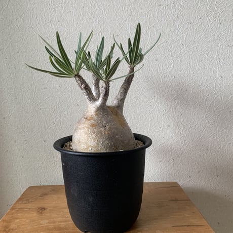【新着】塊根植物の王道 パキポディウム グラキリス【大きめのサイズ感】