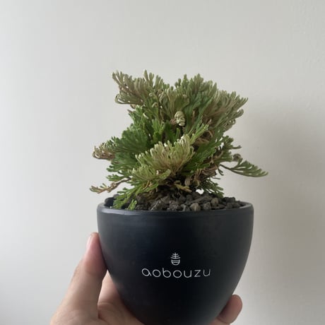 希少 南京絵鉢 南京鉢 岩松 イワヒバ 岩ヒバ 植木鉢 サボテン アガベ