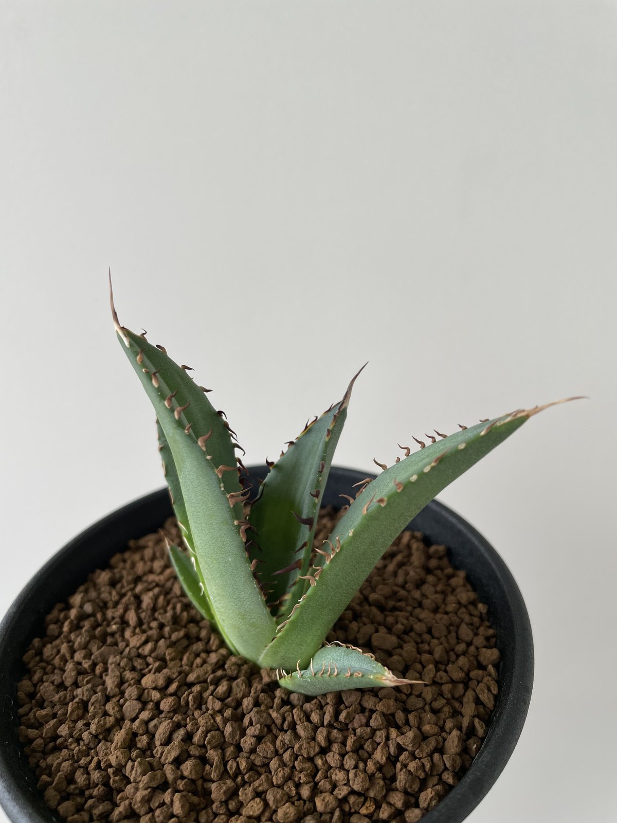 新着】 Agave titanota 覆輪斑3【ナンバーワン錦・子株】 | 青坊主-aobo...