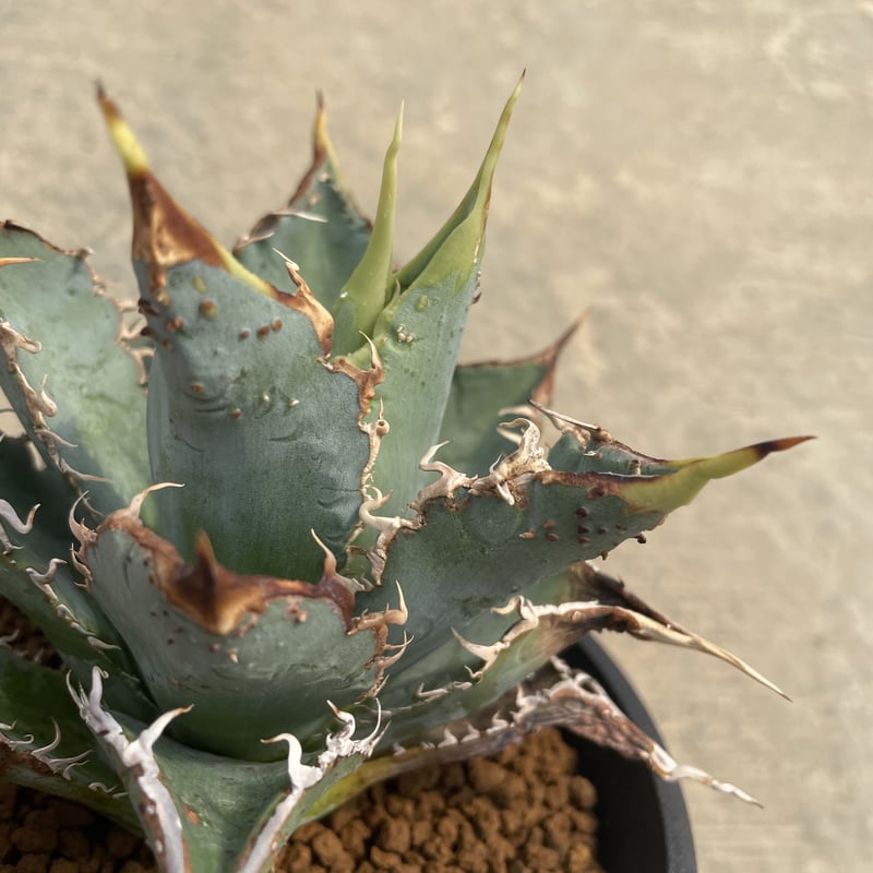 新着】Agave titanota 5 裏トゲが強く入る個体 【育成家様からの特選