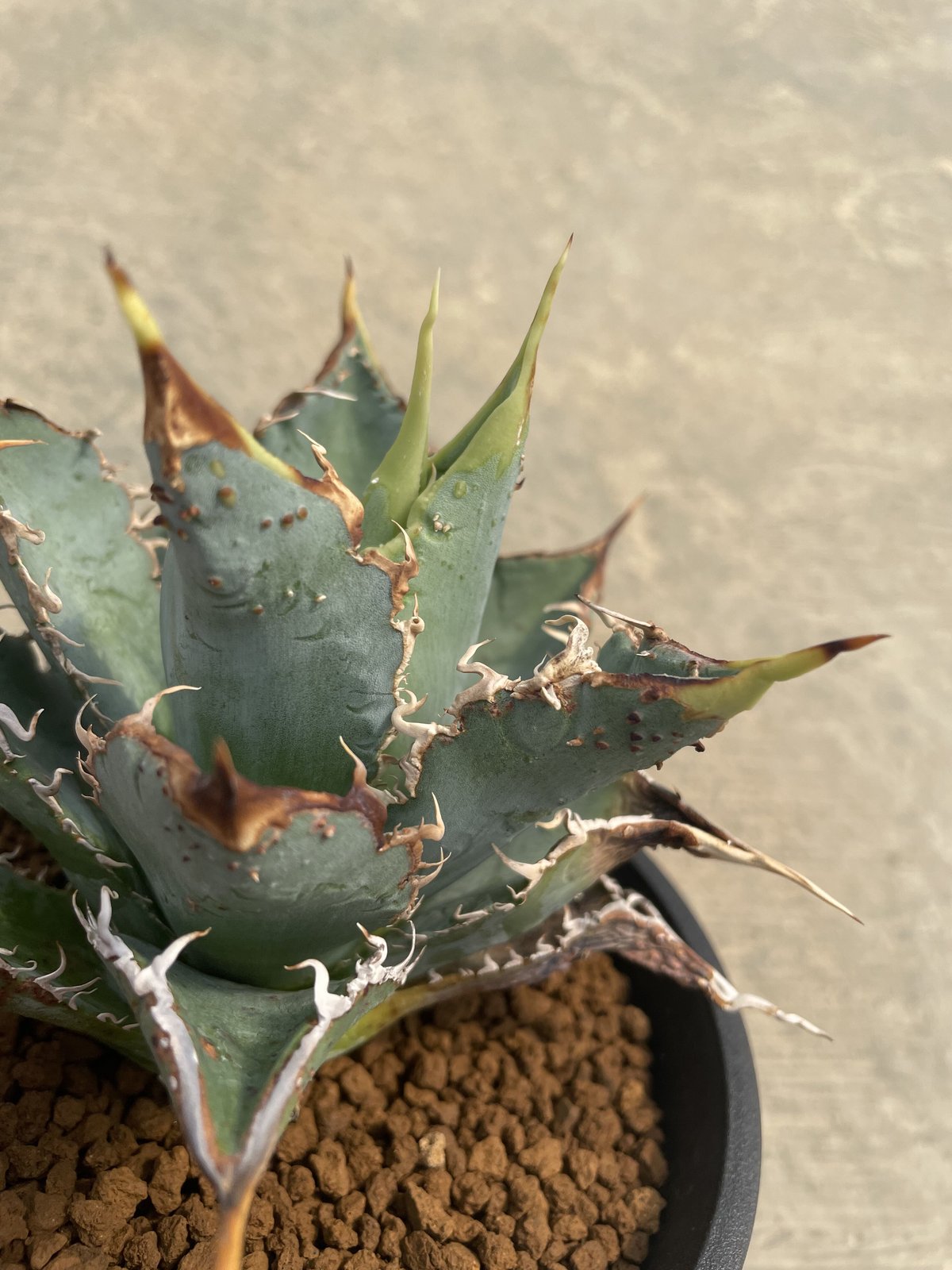 悪魔BB 現品 チタノタ 裏棘 悪魔BB 現品 チタノタ 裏棘