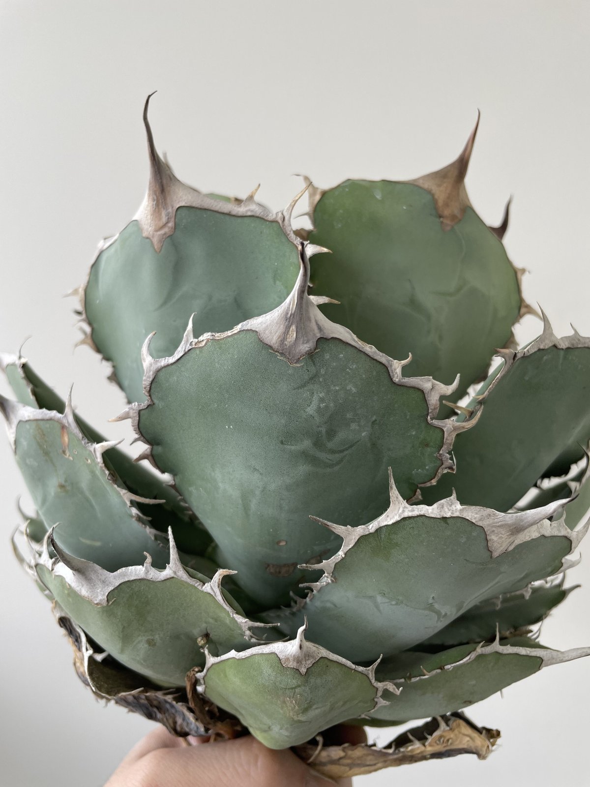 Agave titanota 'Panda' 熊猫 1 【大株でしっかりカッコ良い】アガベ