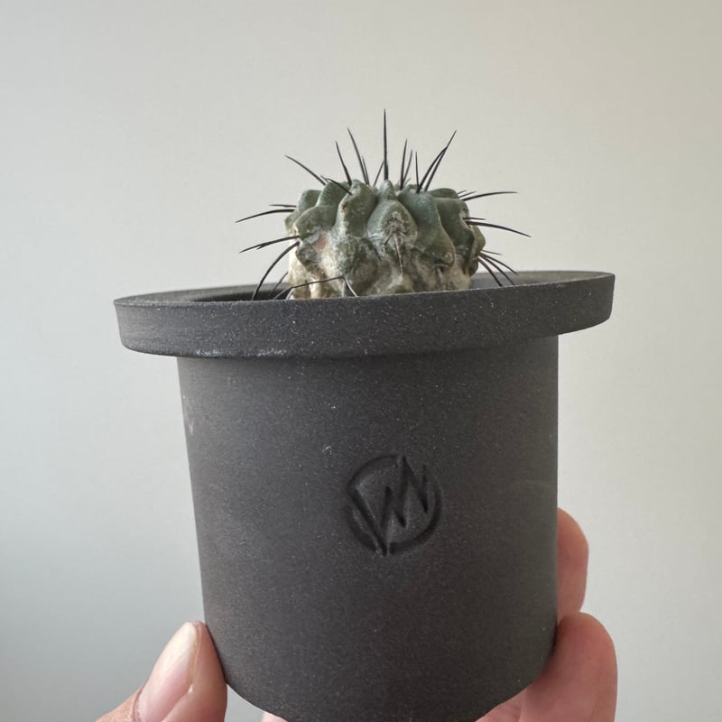新着】Copiapoa dealbata × VALIEM GHOST【俺の黒士冠】コピアポ