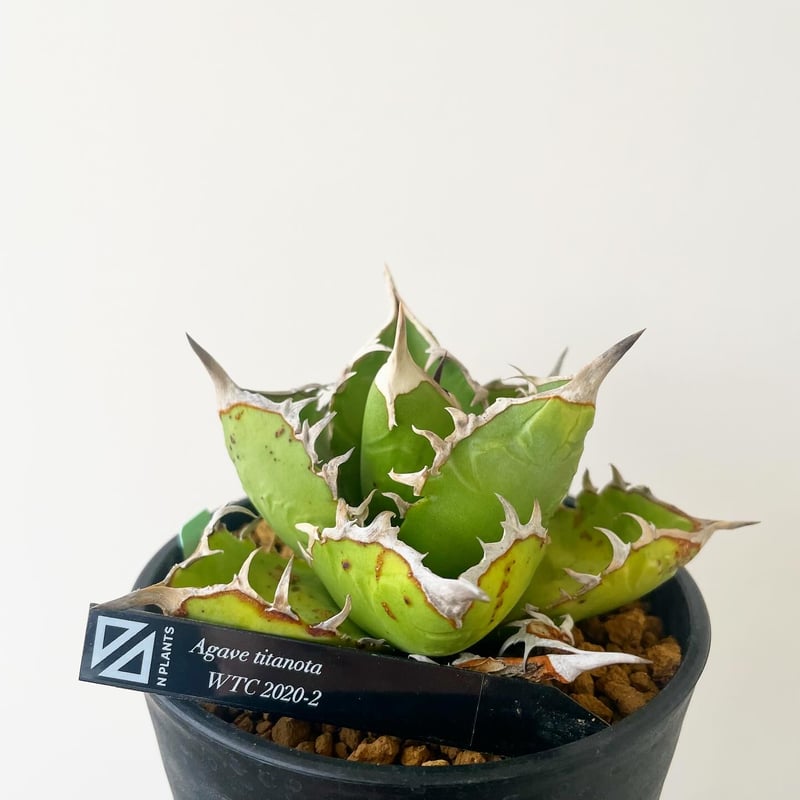 新着】Agave titanota WTC 2020-2 【新潟産アガベ の最高峰】N PL