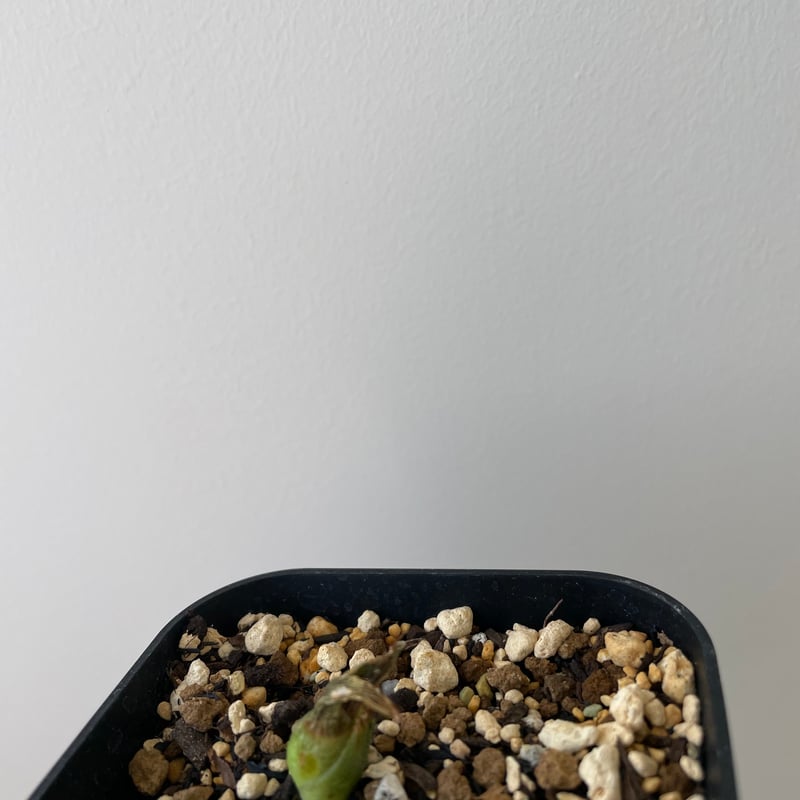 新着】Agave titanota スーパーボウル【インドネシア産・発根管理中の