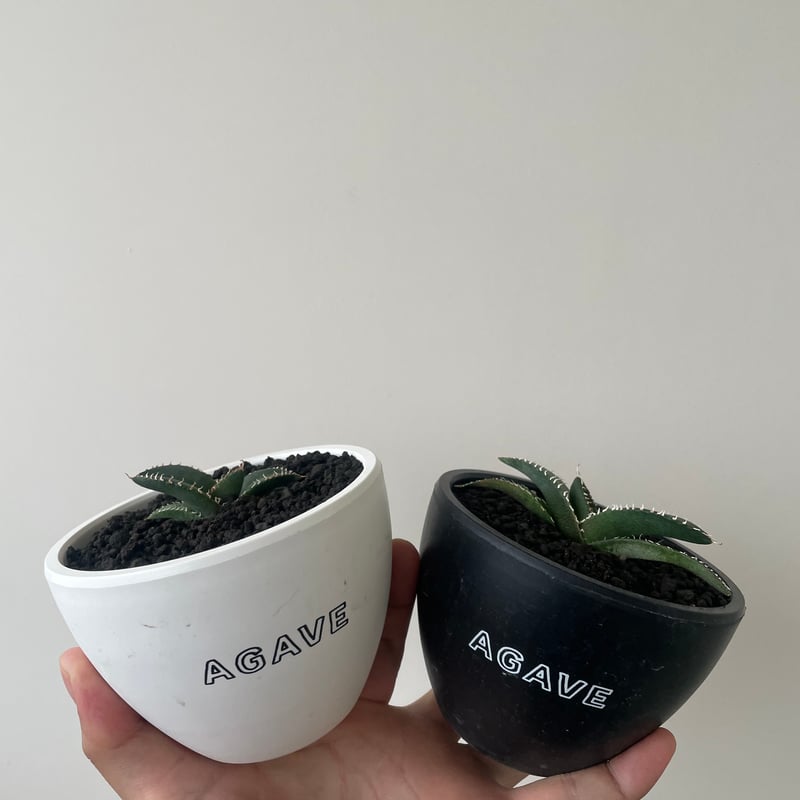 新着】Agave OTEROI SICILIANA【最高の国内TC苗】アガベ オテロイ シチ