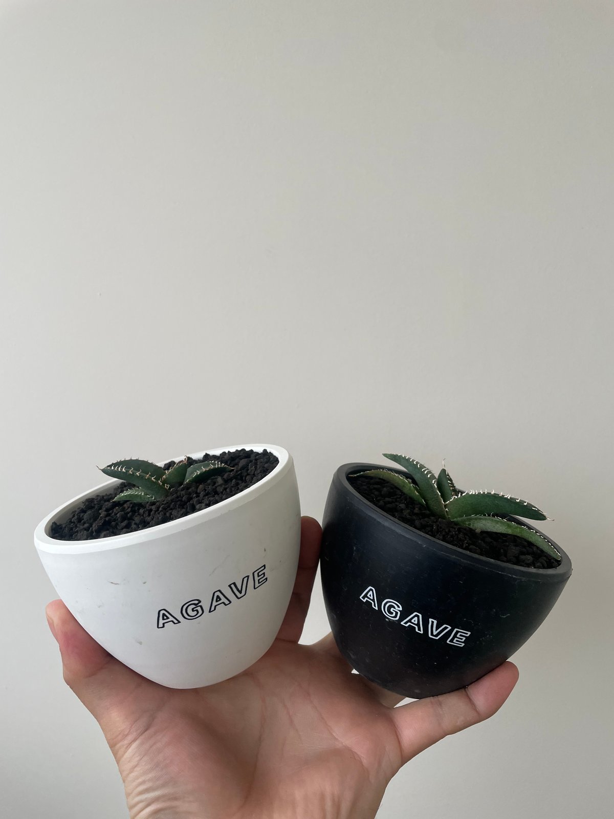 と*む様 agave oteroi siciliana 発根済み 子株 Yahoo!オークション