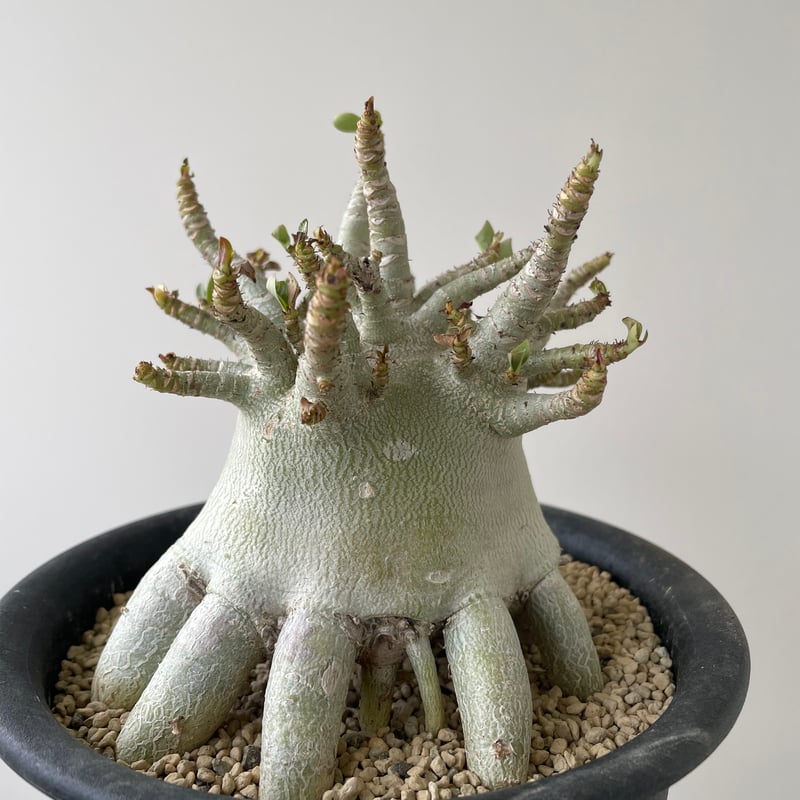 新着】Adenium arabicum Super dwarf 4【特選のタコ足塊根バッチリ