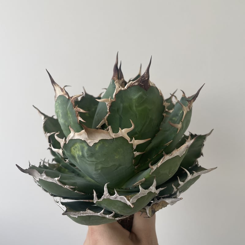 新着・極上逸品】Agave titanota No name【イタリアからの選抜・ボール ...