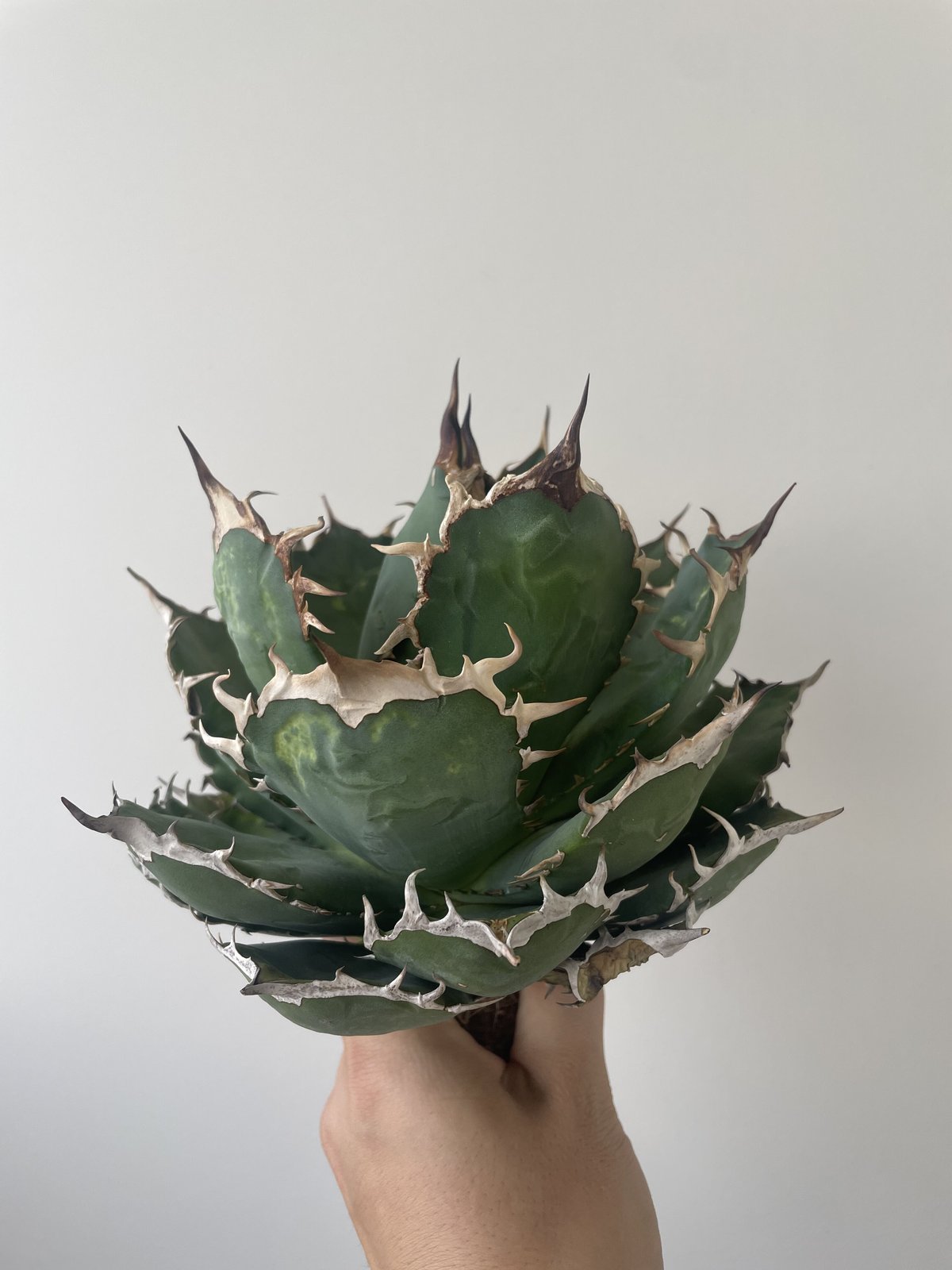 アガベチタノタ 選抜株 【公式通販】