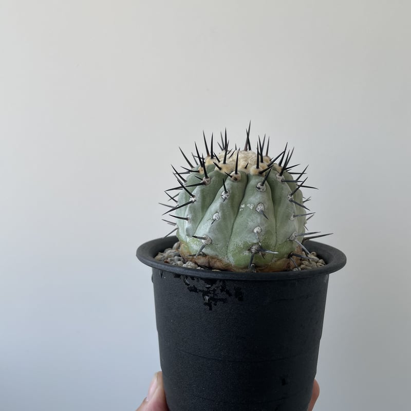 Copiapoa cinerea【黒王丸・輸入球 手乗りの可愛い】コピアポア ...