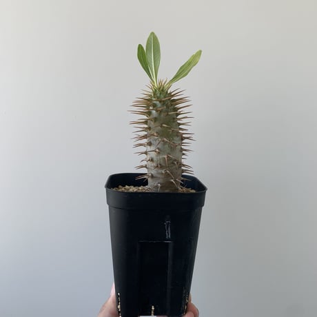 週末限定値下げ‼️ アンボンゲンセ実生株‼️