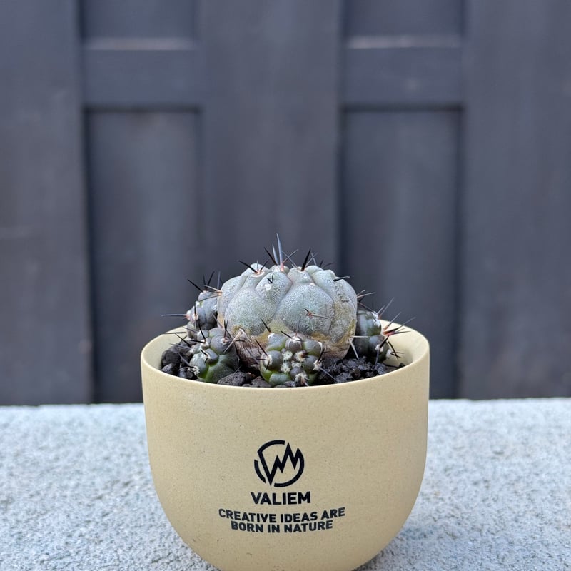 観葉植物 黒王丸 spicygem Copiapoa cinerea valiem鉢植込