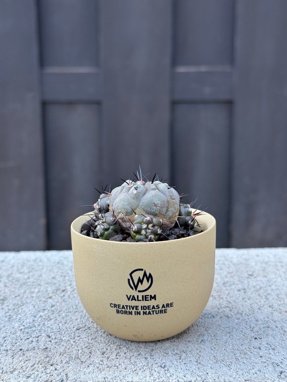 新着】Copiapoa cinerea × VALIEM GHOST【俺の黒王丸】コピアポア