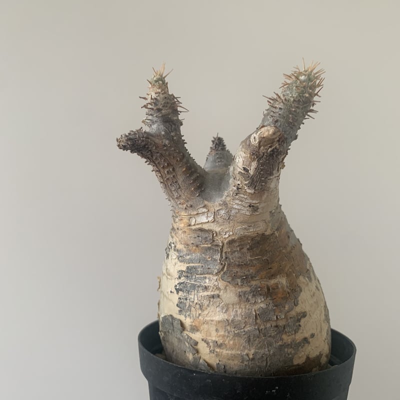 パキポディウム グラキリス⑥。短枝！手乗り安心発根済み。 【公式通販】