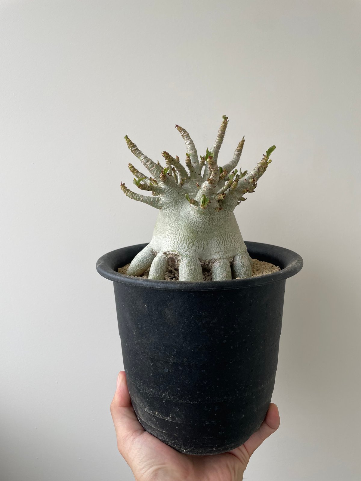新着】Adenium arabicum Super dwarf 4【特選のタコ足塊根バッチリ