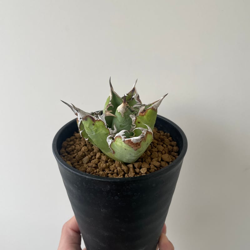 新着】Agave titanota WTC 2020-4 【新潟産アガベ の最高峰】N PL