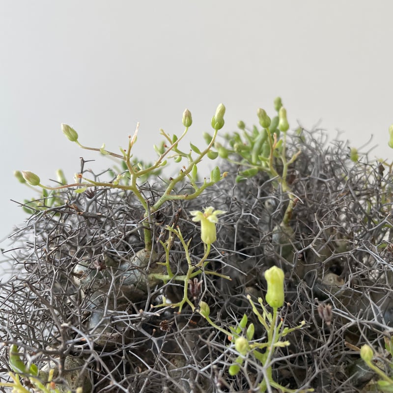 Tylecodon reticulatus 万物想 塊根植物 Tylecodon reticulatus 万物想【発根済み】 | QSPLANT