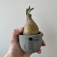 新作】ハイパーポットクリエイター 