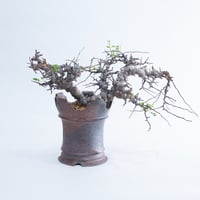 特大】Commiphora Eyl【最高の灌木コーデックス】コミフォラ