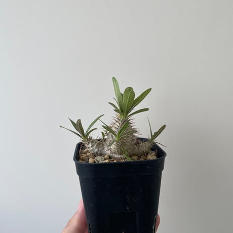 【新着】 Pachypodium Gracilius 【良き親株から採取された種子からの実生苗】パキポディウム グラキリス