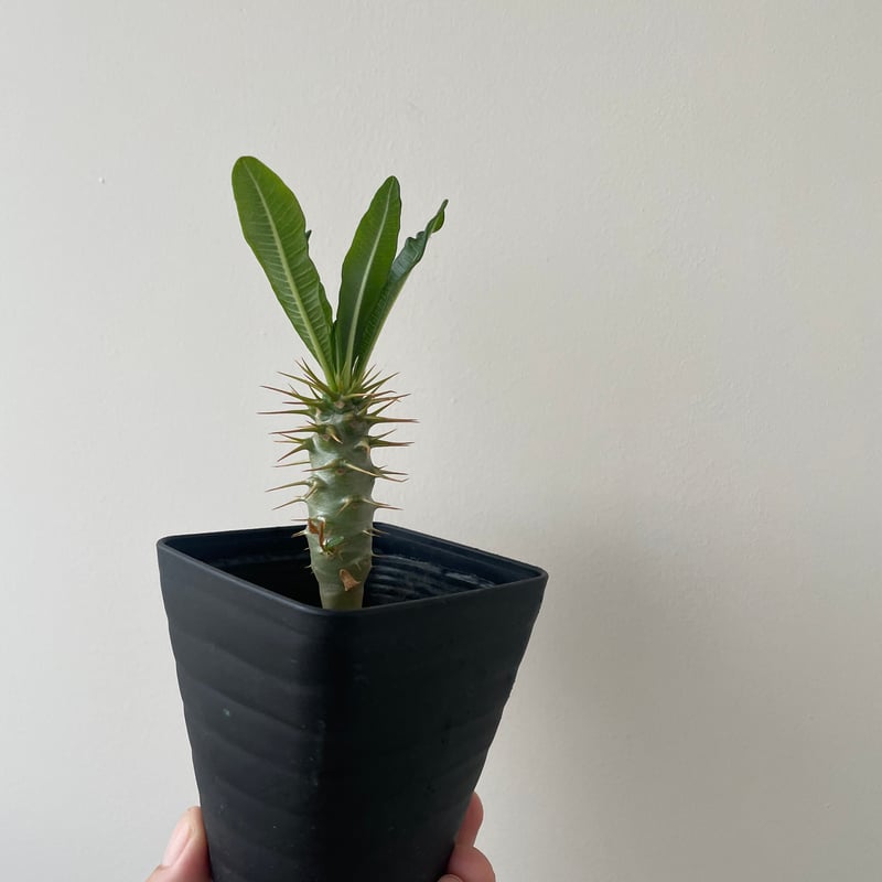 新着】Pachypodium ambongense【失われたパキポディウム・国内実生苗
