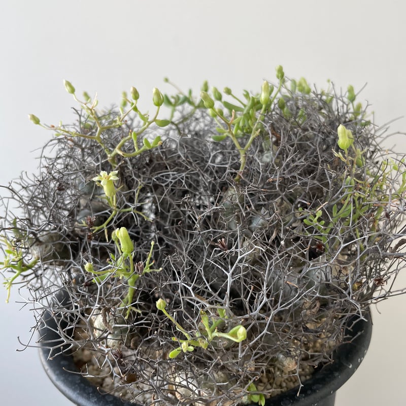新着】Tylecodon reticulatus 万物想【アフロな冬型塊根植物