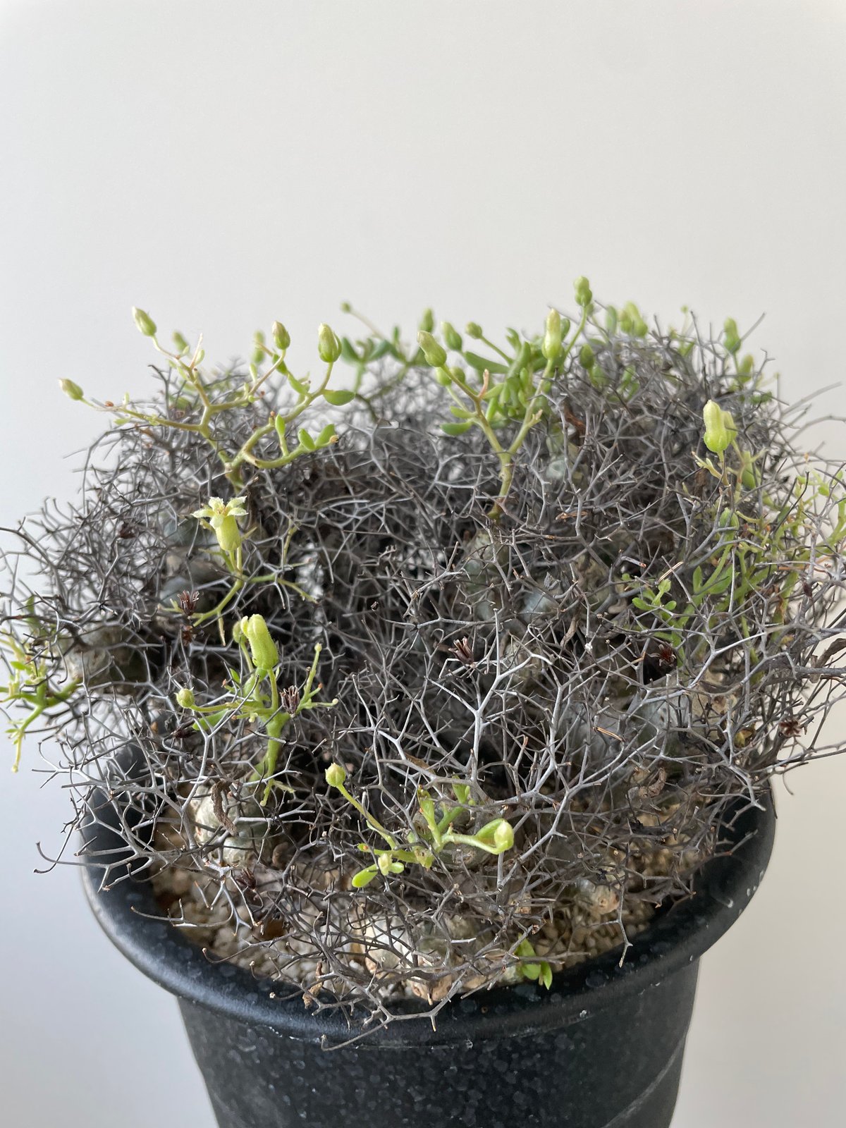新着】Tylecodon reticulatus 万物想【アフロな冬型塊根植物