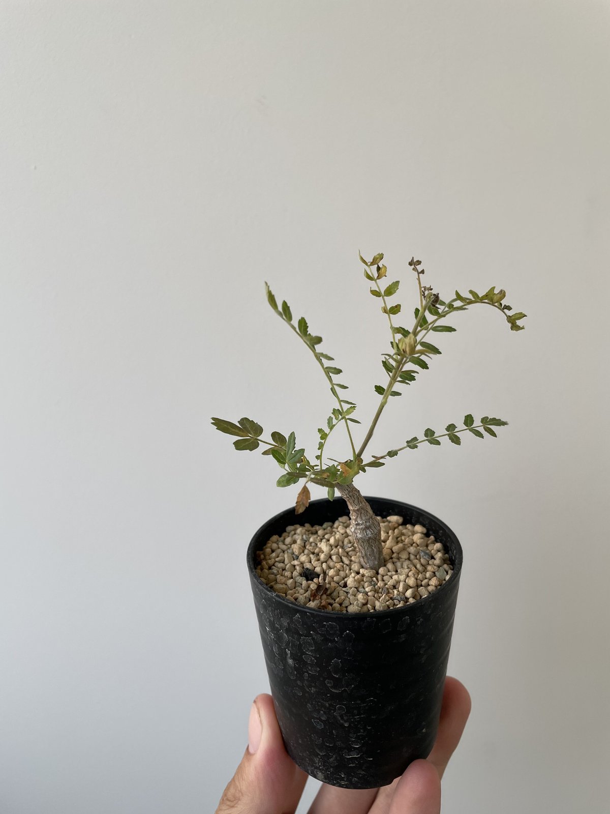 鉢なし Boswellia neglecta ボスウェリア 凄かっ ネグレクタ 塊根