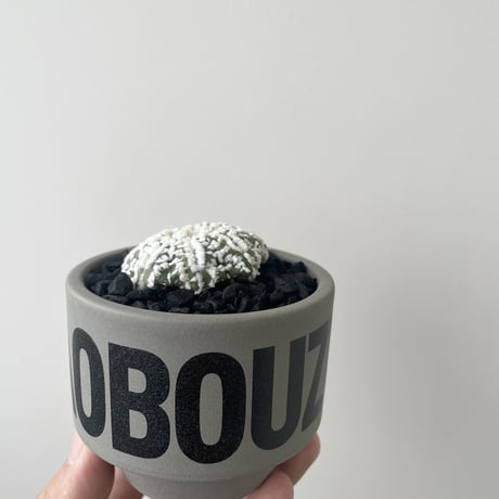 【新着】Astrophytum asterias × VALIEM AOBOUZU NAME POT 16【可愛いサボテン・XSsize】アストロフィツム アステリアス スーパー兜