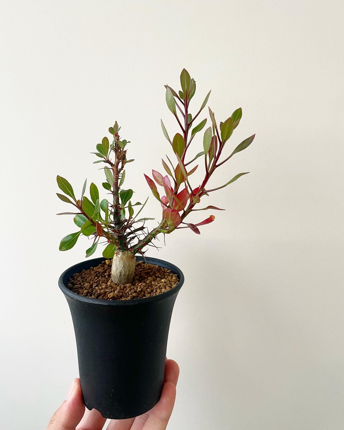 年末SALE！ 粗い 希少 実生 フォークイエリア ファシクラータ 