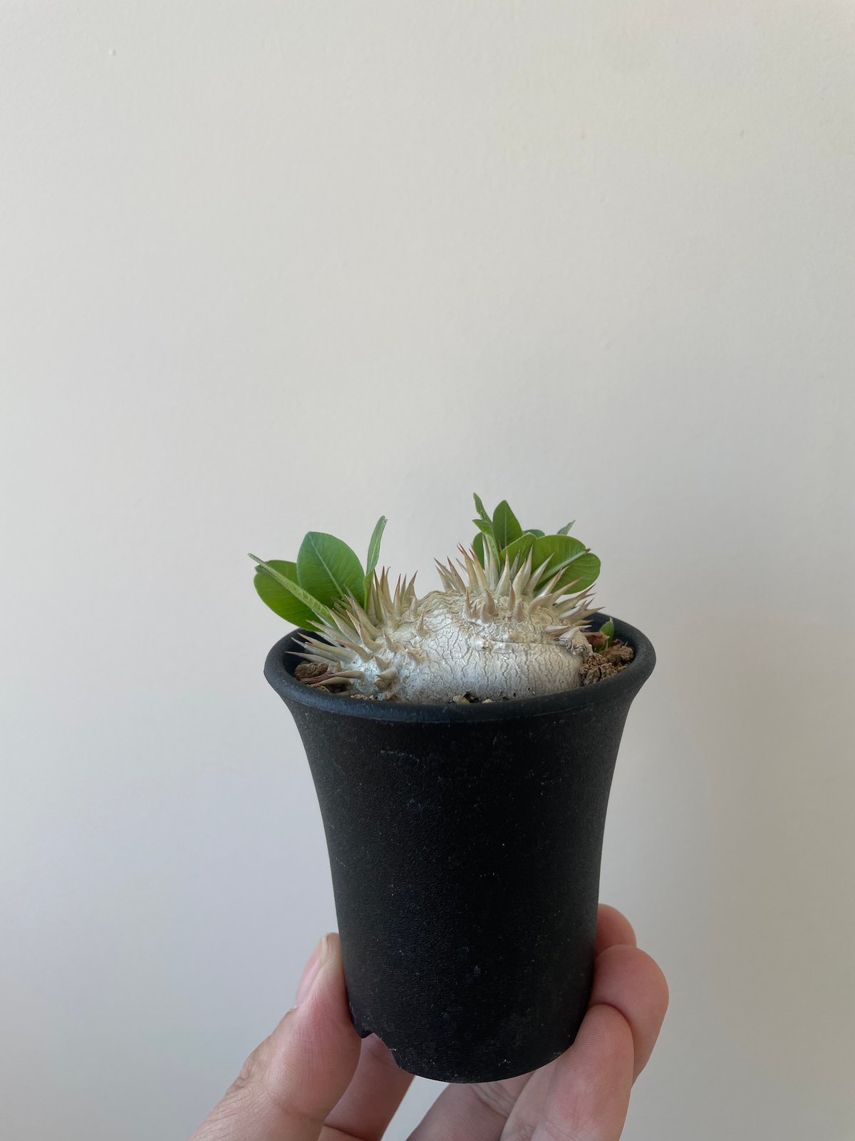 新着】Pachypodium brevicaule 2 恵比寿笑い 【黄色花が可愛い扁平な塊