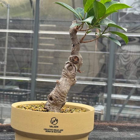 CATEGORY 塊根植物 -caudex- | 青坊主-aobouzu- | 塊根植物と現