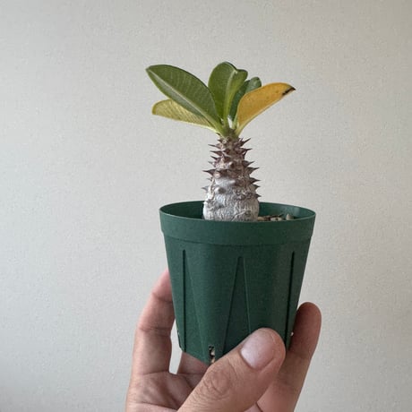 パキポディウムバロニー | STORES