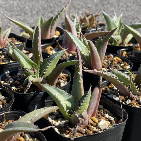 アガベ チタノタ ランチョタンバー 大株 幅広の葉 幅18㎝ 発根済