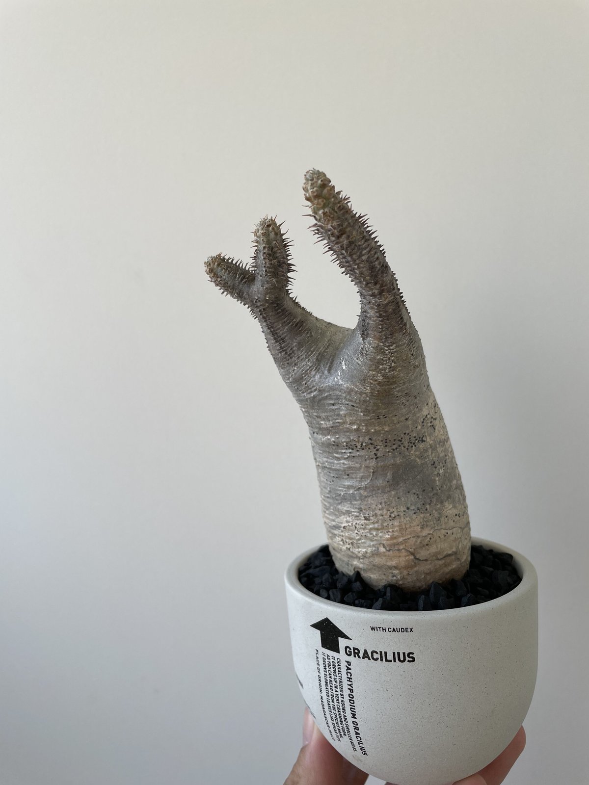 c*x様 【現地球・発根済み】パキポディウム・グラキリス　バリエム鉢付き c*x様 【現地球・発根済み】パキポディウム・グラキリス バリエム鉢