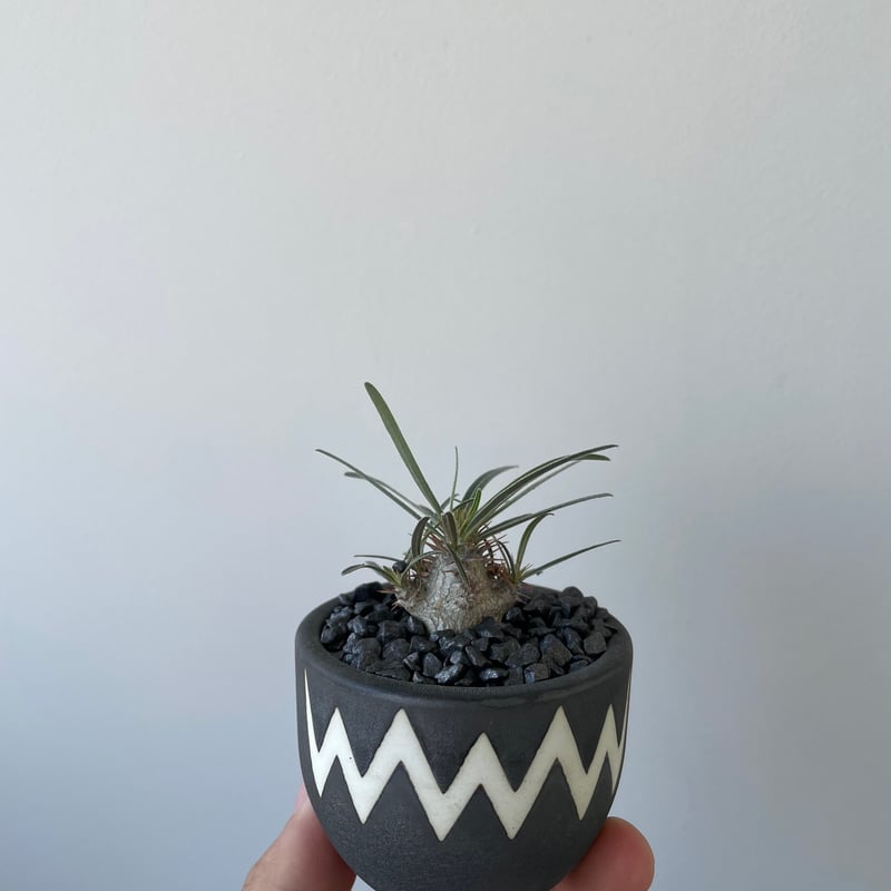 パキポディウム グラキリス gracilius アガベ チタノタ オテロイ