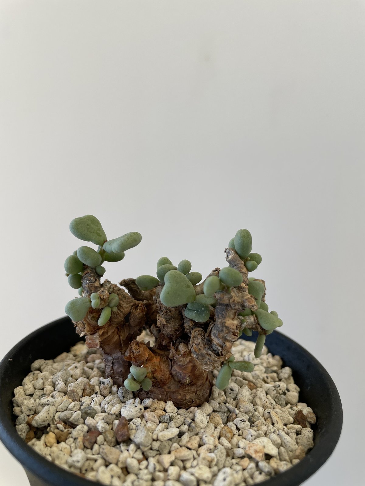 ケラリア ピグマエア 未発根 ベアルート 良型】ケラリア ピグマエア ベアルート 発根管理中