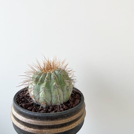 存在感抜群❗️コピアポア　逆鱗丸　ビンテージ　株　　(黒王丸　、 存在感抜群❗️コピアポア 逆鱗丸 ビンテージ 株 (黒王丸 、 - メルカリ