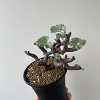 【新着】Pelargonium mirabile【冬型の灌木コーデックス】ペラルゴニム ミラビレ