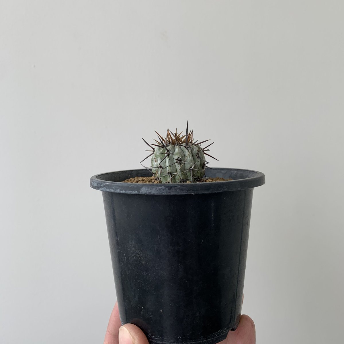 【超希少、鉢付、大株】コピアポア　シネレア　コルムナアルバ　孤竜丸　現地球 RAFLUMコレクション】コピアポア コルムナアルバ 