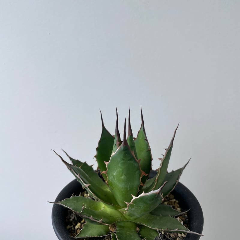 新着・長野県産】Agave Horrida 【間違えなく美しい優良株】 アガベ
