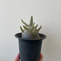 青坊主3周年記念グラ専鉢【VALIEM別注】 | 青坊主-aobouzu- | 塊根植物