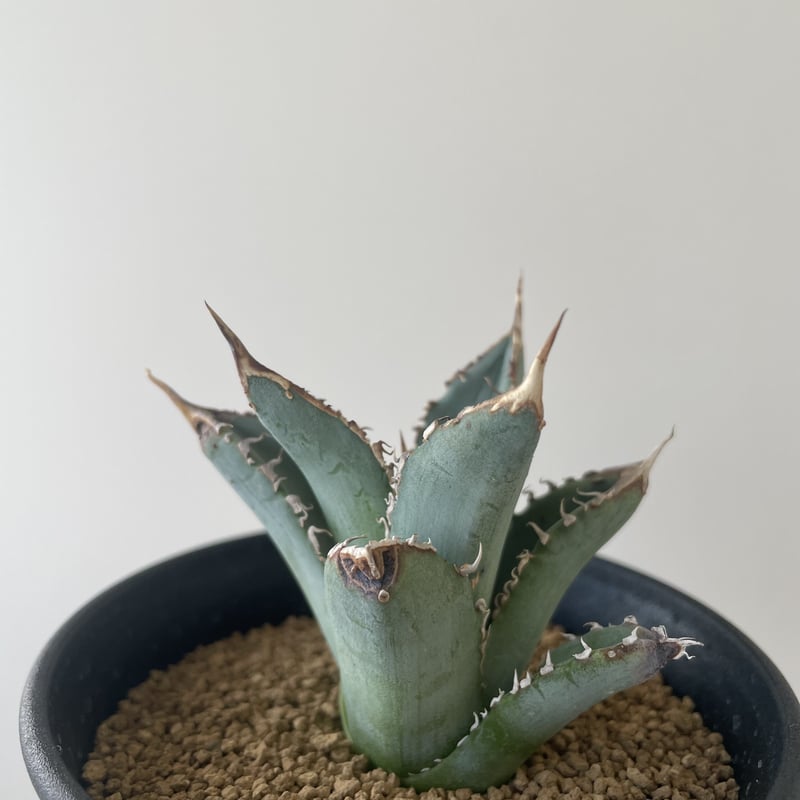 新着】Agave titanota 5 裏トゲが強く入る個体 【育成家様からの特選 ...